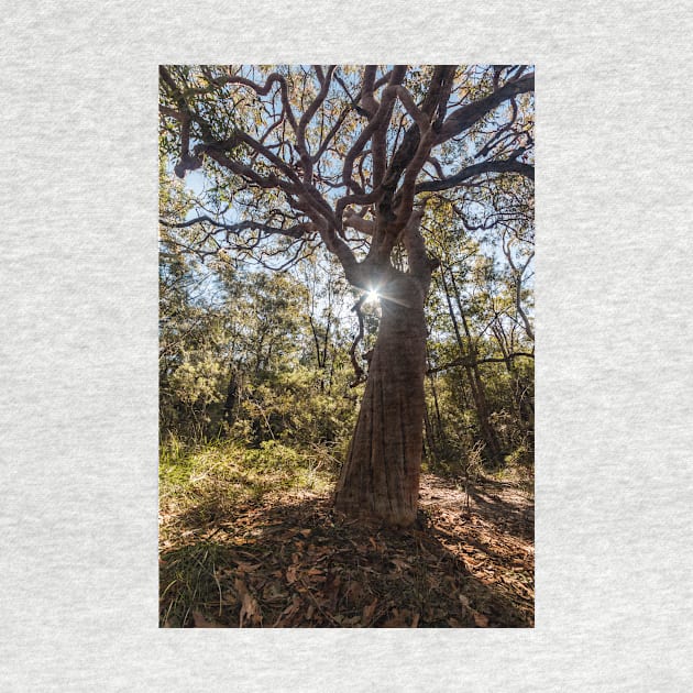 Tree in Kincumba Mountain Reserve by Geoff79